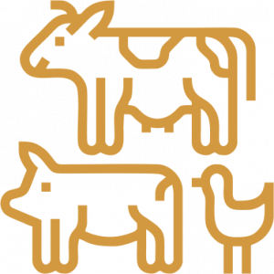 Быстрый рост и развитие