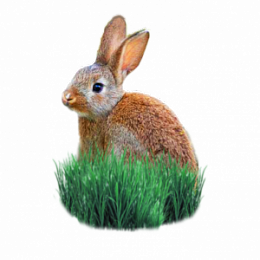 Комбикорма для кроликов