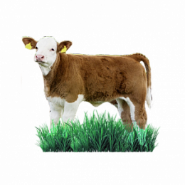 Комбикорма для КРС и МРС