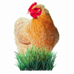 Комбикорма для сельскохозяйственной птицы