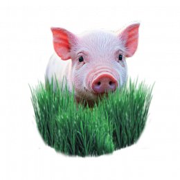 Комбикорма для свиней